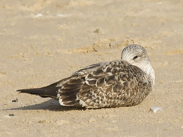 Etelänharmaalokki, Yellow-legged Gull, Larus michahellis